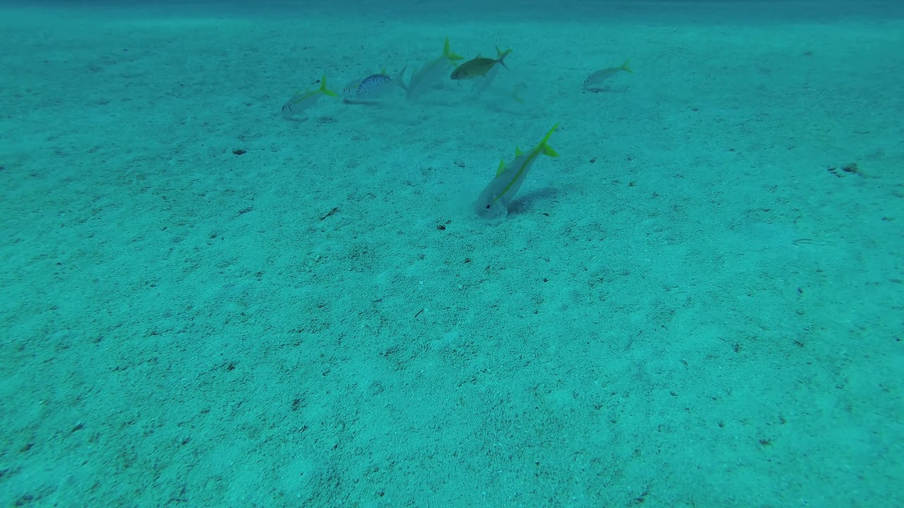 Grand Bahama Diving Little Yellow Fish Digging in Sand