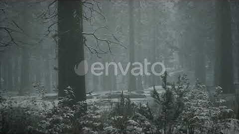 Winter Snow-covered Forest on a Cloudy Day | Motion Graphics - Envato elements