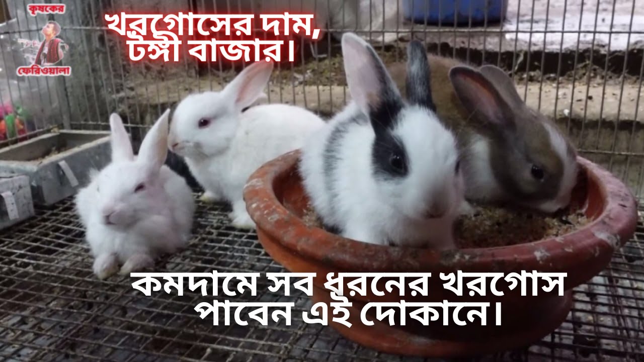খরগোশের দাম খরগোশের দোকান Rabbit market in dhaka rabbit price in