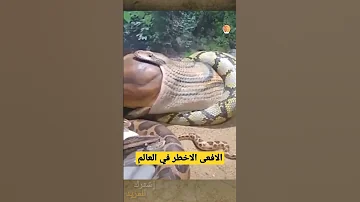 هذه الافعى هي الأخـطر في العالم عالم الحيوان و الطيور Shorts 