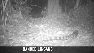 REWILDCAM 4 screenshot 5
