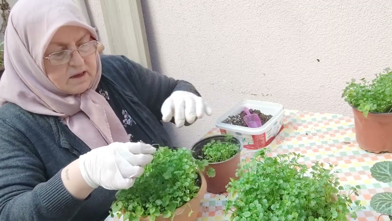 Campanula Çiçeğimi Bahara Nasıl Hazırlıyorum? Camapanula Çiçeği Bakımı ve Üretimi