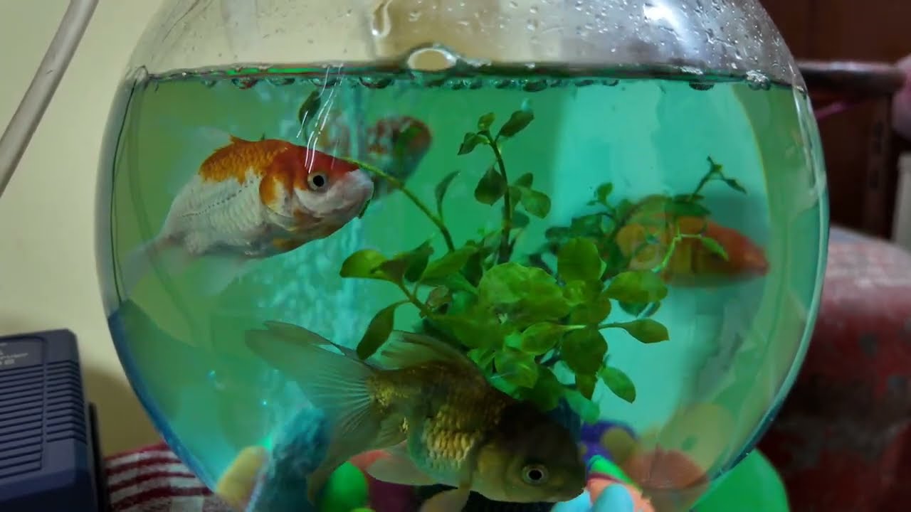 4 fish story day-3 Tank clean day. 