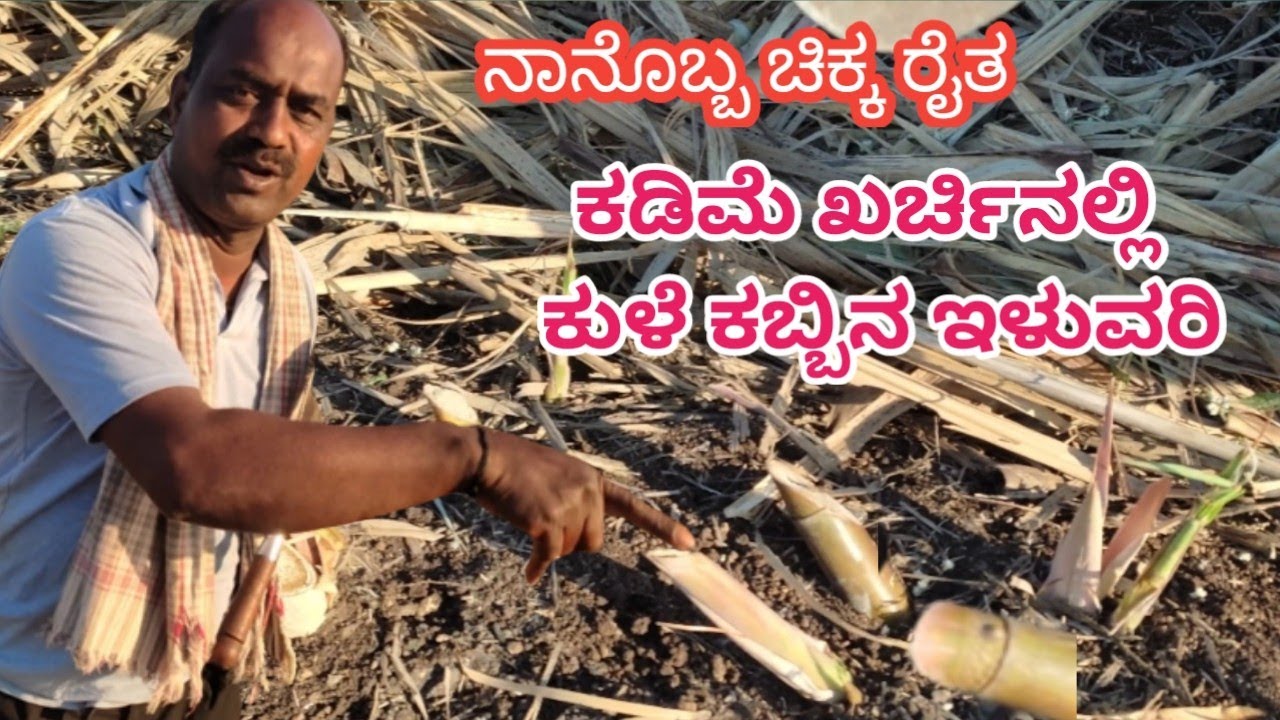 Kadime Karchinalli Kule Kabbina iluvari |ಕಡಿಮೆ ಕರ್ಚಿನಲ್ಲಿ ಕುಳೆ ಕಬ್ಬಿನ ಇಳುವರಿ