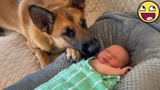 картинка: Нежная любовь собаки к малышу растопит ваше сердце 🐶💖👶
