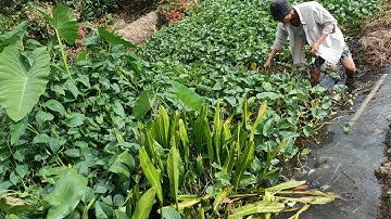 Hái rau muống về luộc chấm chao bữa cơm dân dã