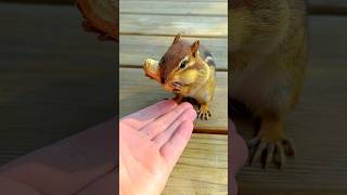 FEEDING A HUNGRY CHIPMUNK 🐿️🥜😋 #shorts