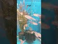 Glowlight Tetra #tetra #exoticaquariumfish #finsandfeathersaquaria #fish #nature #live #viralvideo