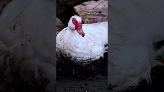 Muscovy munchkins morning swim #florida #nature #wildlife #backyard #ducks