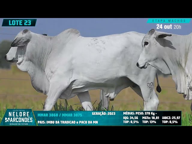 LOTE 23   MMAR 3875 3868