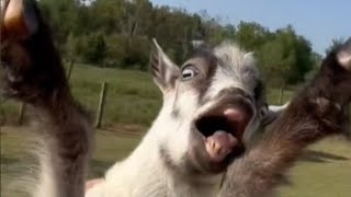 Videos Graciosos Y Divertidos Srfox