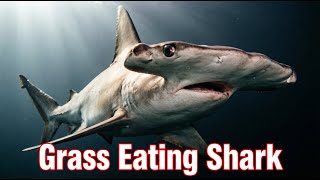 Shark vs Orca vs Crocodile LIVE | Ocean’s Deadliest Predators