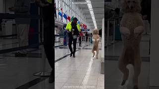 This Dog Walks Just Like a Human 😲🐕 #Shorts #Viral