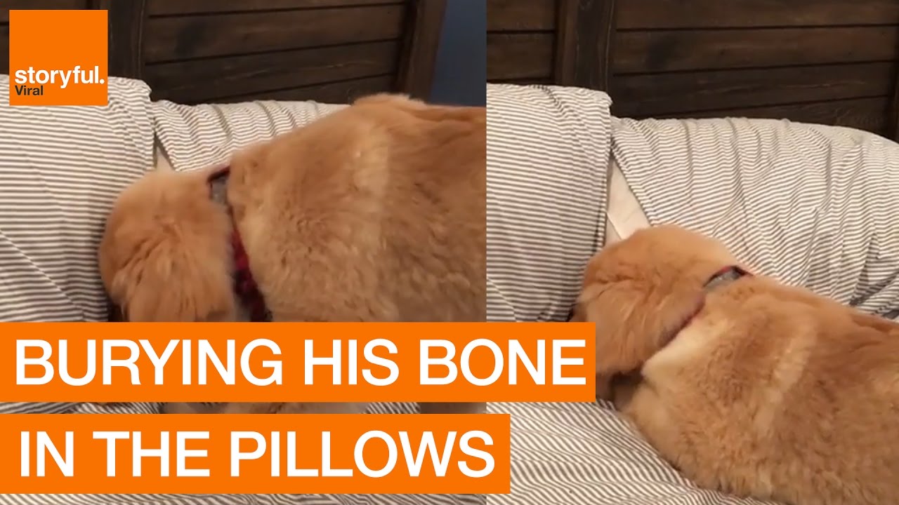 Charlie the Golden Retriever Attempts to Hide Bone Under Pillows YouTube
