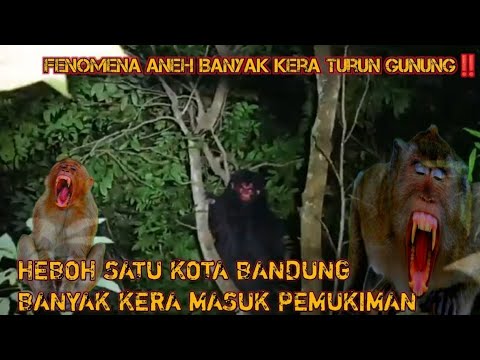 Live Misteri‼️Gerhana Bulan, Fenomena Aneh Raja Kera Turun Gunung, Pesugihan Ngaji M0nY3T