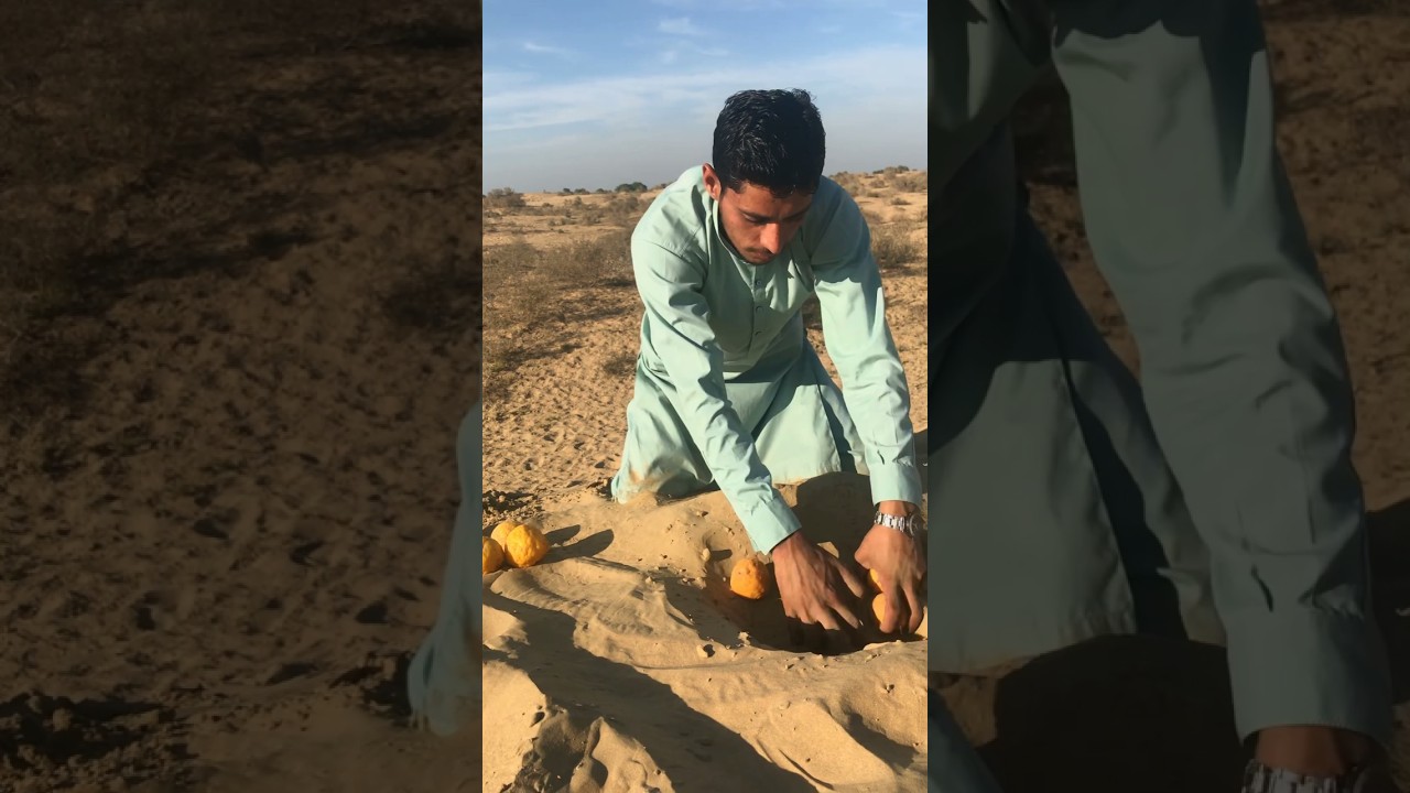 Desert skills hide food🥝