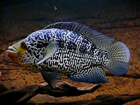 jaguar cichlid with tank mates