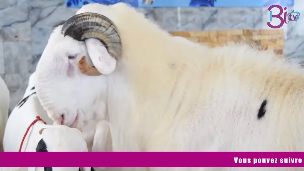 PARCOURS DES CHAMPIONS BERGERIE NDAO ET FRÈRES ✍️✅