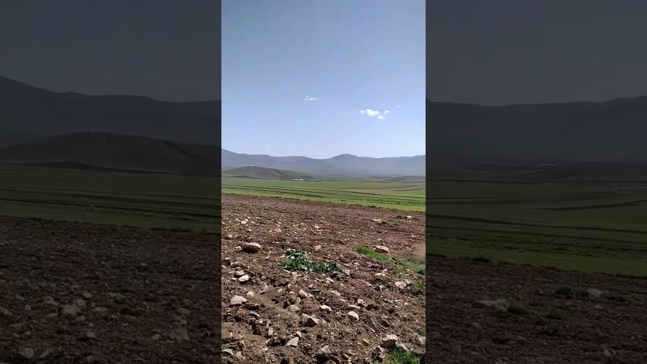 Beautiful and pristine nature and wheat fields! 