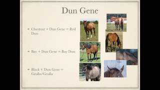 Horse Colors Vol 1 Cream and Dun