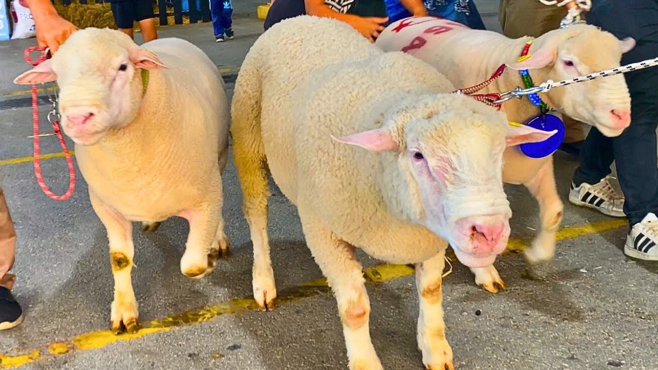 KOÇ DEĞİL SANKİ SİMENTAL DANA | 2024 BURSA İNEGÖL KÜÇÜKBAŞ HAYVANCILIK FESTİVALİ