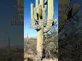 Driving Through Arizona and Stopping for 200-Year-Old Cacti 🌵