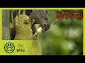 Secret Forests | David Attenborough&#39;s Wild City 4/6 | Go Wild