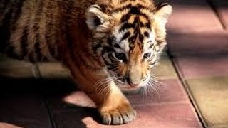 Baby Tiger in Nizamabad  - TV5.