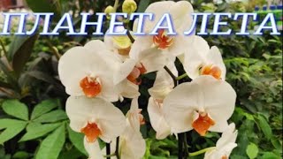 №220/ Не большой, но очень красивый приход орхидей в Планета Лета