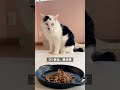 【猫のご飯NG習慣】ご飯タイムをエンタメに #Shorts