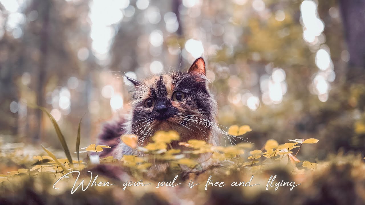 Cat Exploring a Quiet Autumn Forest • Cold Wind & Wordless Nordic Folk