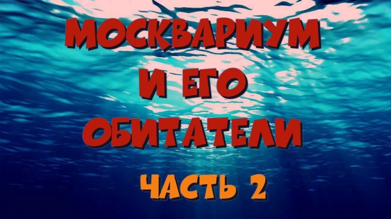 Москвариум и его обитатели ч.2- Морская ихтиофауна - YouTube