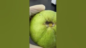 Guava Under A Microscope | TULO - Microscope #shorts #fruit #guava