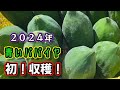 今年初青いパパイヤ収穫しました。＃パパイヤ収穫sayaライフスタイル編