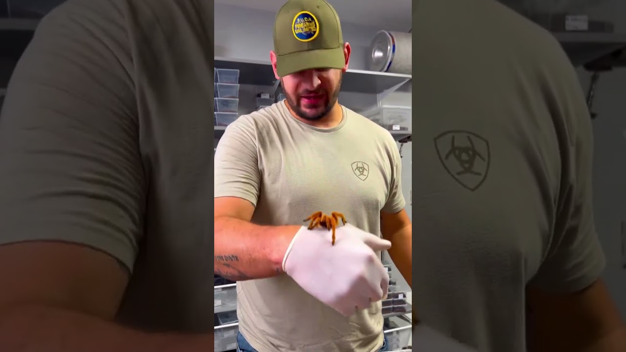 Оранжевый тарантул! «ОБТ» хотел ДЫМА!