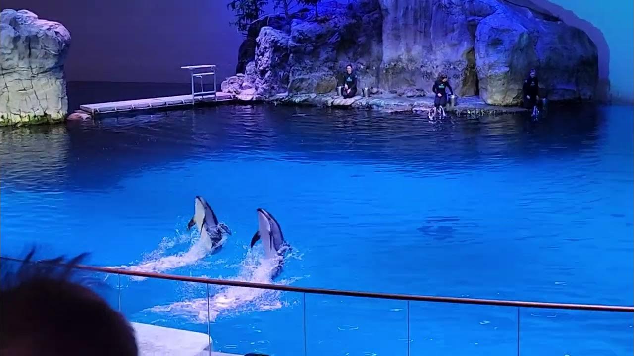 Shedd Aquarium Dolphin Show! - YouTube