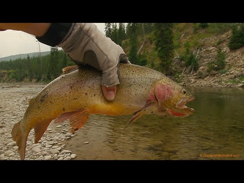 Fishing Yellowstone's Remote Snake River