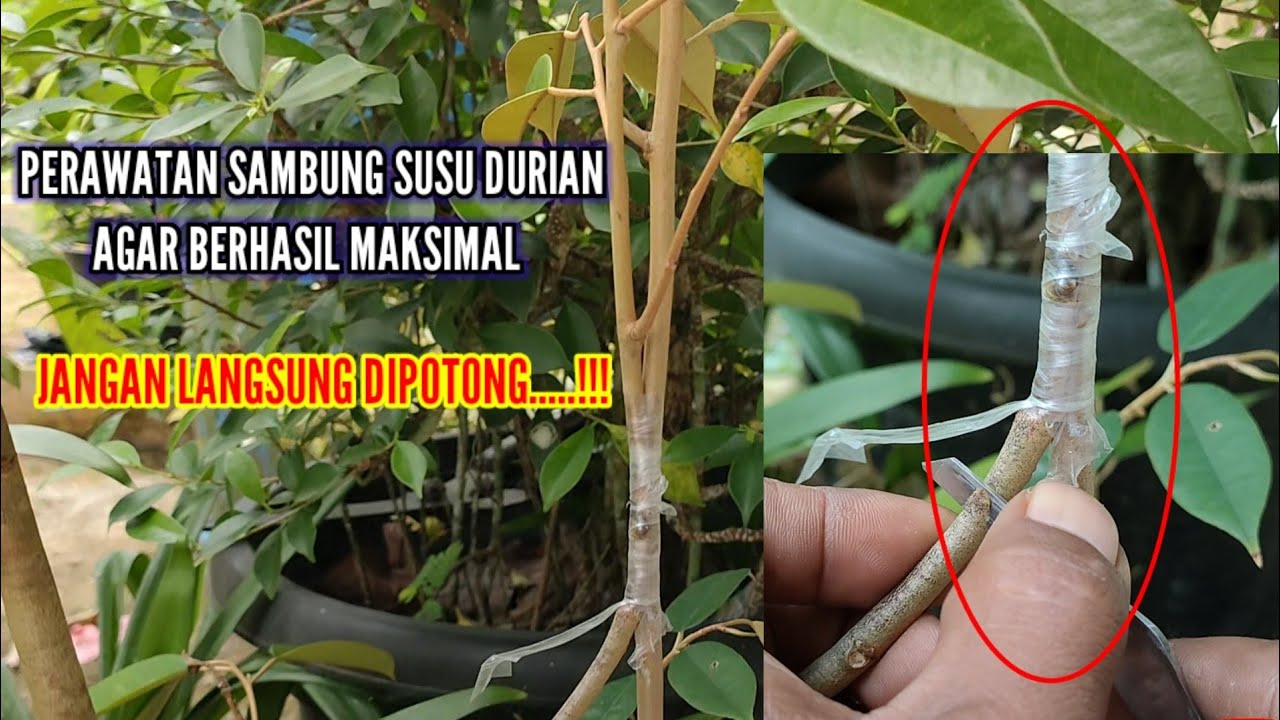 PERAWATAN SAMBUNG SUSU DURIAN