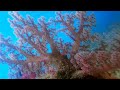 Snorkeling Catherine&#39;s place, part. 3 - Waigeo - Raja Ampat 2023