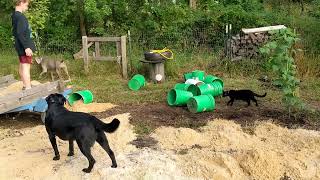 My son @chandlerstractor makes the world's largest litter box for all the weird furry kids.