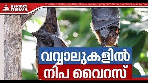 Nipah virus presence identified in bats says Union Minister Harsh Vardhan