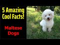 5 Fascinating Facts About Maltese Dogs