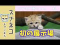 【スナネコチャンネル】“スナネコ赤ちゃん” #6初の展示場