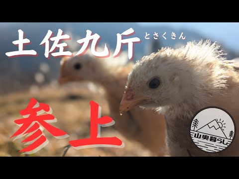 Rare Breed] Releasing the Chicks into the Great Outdoors! [Dashing