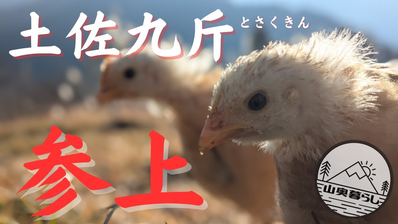 【希少品種】ヒヨコとニワトリの間の子たちを外へ放つ！【凜々しい横顔】