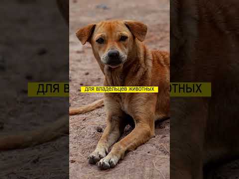 Video: 10 najtišjih pasem psov