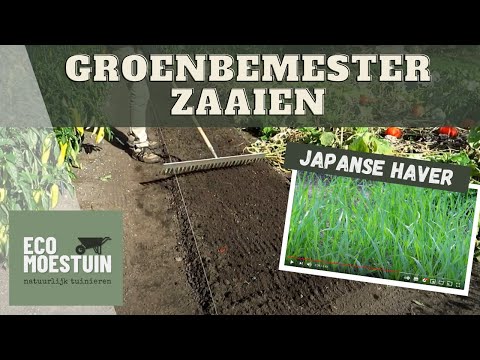 Video: Phacelia Is Een Uitstekende Honingplant En Groenbemester Voor Zomerhuisjes En Tuinpercelen