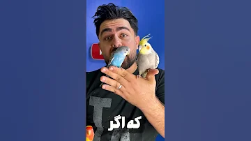 ایران جای عجیبیه برای طوطی ها طوطی Birds 