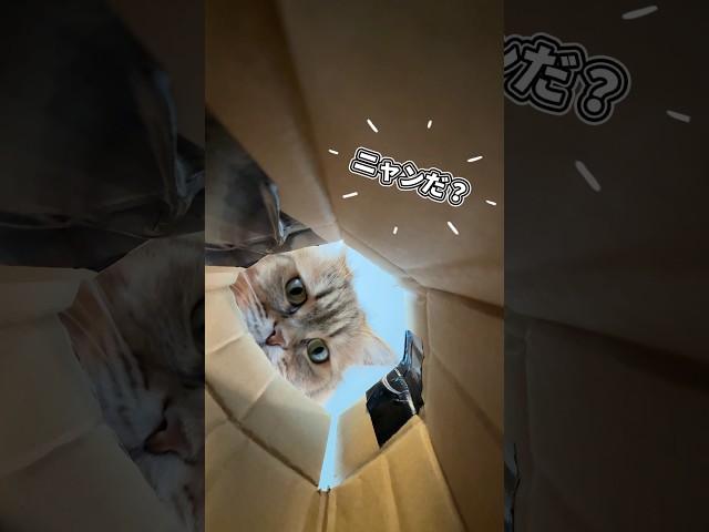 よくみかけるネコ🐱のかわいい動画を撮りたかったんだけど、、、w #かんあきチャンネル