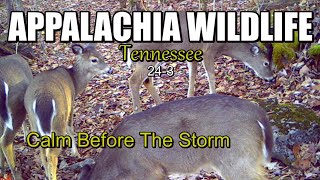 Appalachia Wildlife Video 24-3 of As The Ridge Turns in the Foothills of the Smoky Mountains by DONNIE LAWS 8,369 views 3 months ago 13 minutes, 10 seconds